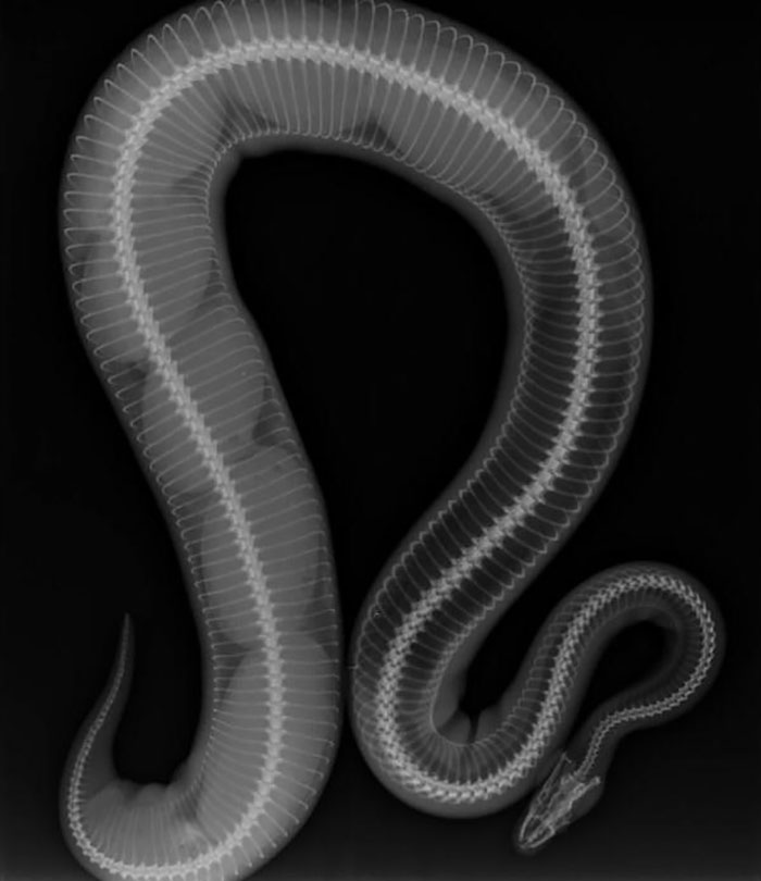 Gravid Ball Python X-Ray