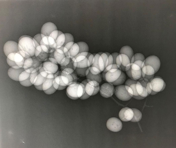 Just A Bunch Of Grapes. Green Ones To Be Slightly More Specific