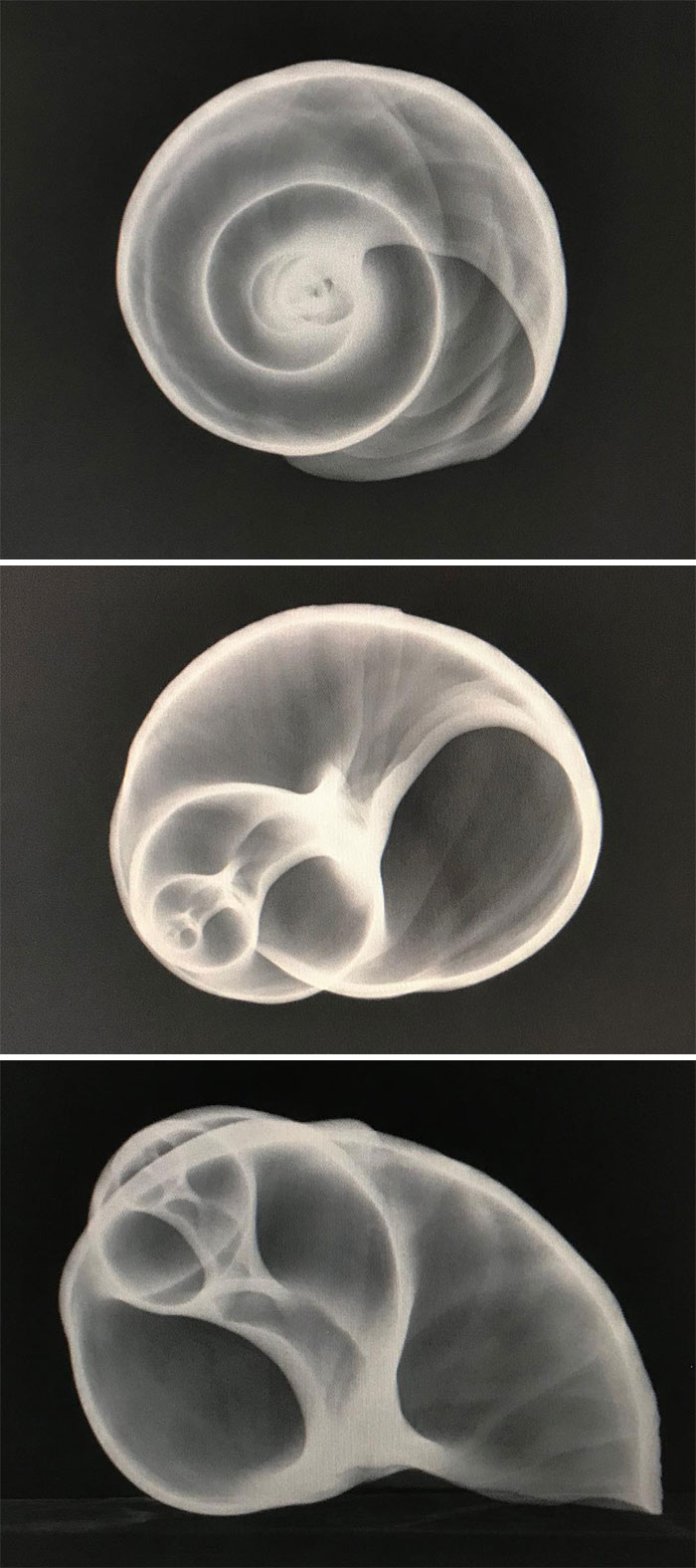 Moon Snail Shell. This Was Collected By A Friend Off Of Savary Island B.C.