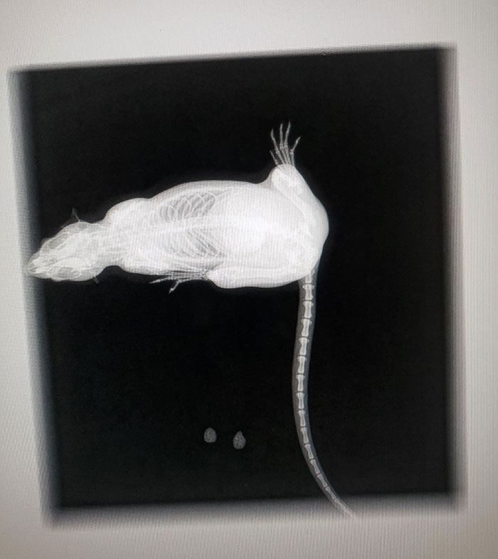 My Heart Rat Had To Have X-Rays. This One's The Most Humorous. She Gave 2 Poops
