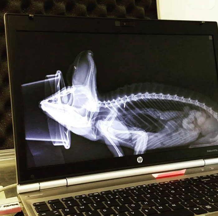 This X-Ray Of A Male Veiled Chameleon Shows The Internal Structure Of Its Casque (Structure On The Head) Which Is Used To Collect Dew, Funneling It Towards The Mouth
