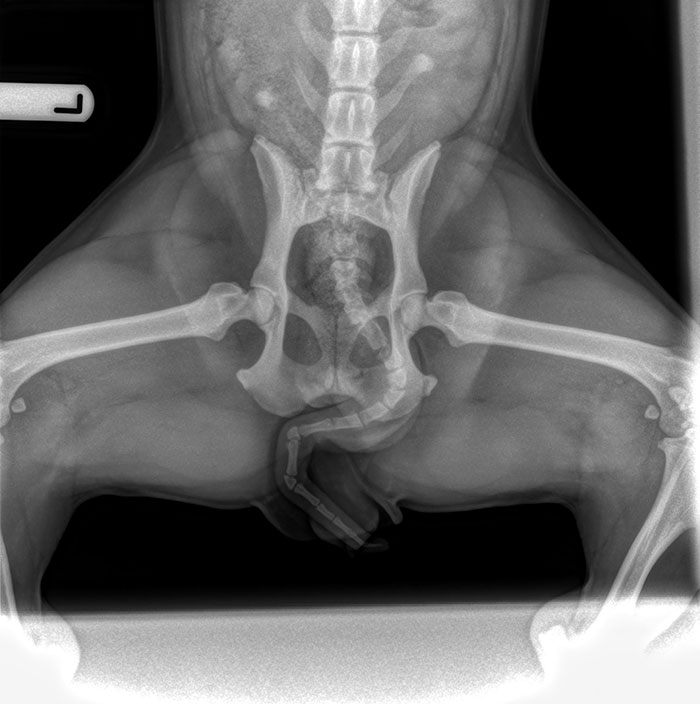 An X-Ray Of My Dog's (Naturally) Bent Tail