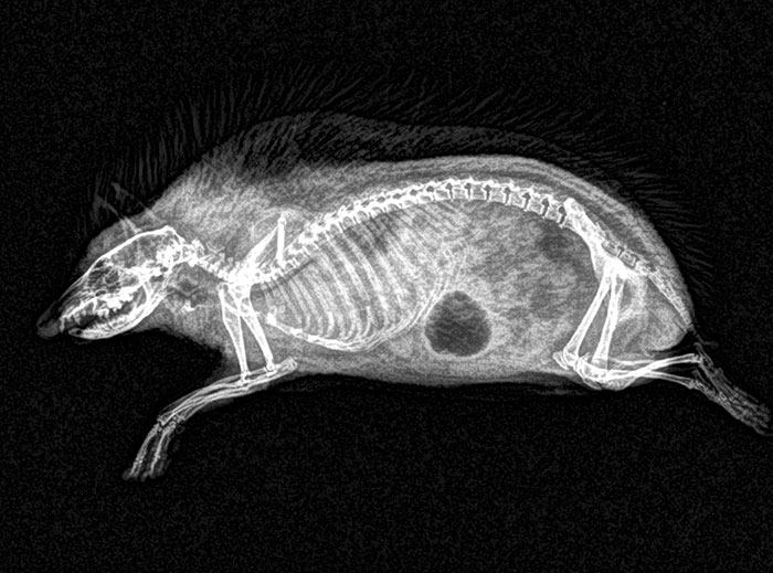 Hedgehog (Dark Spot Is Gas In The Stomach)