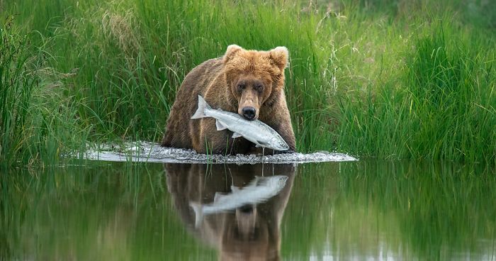 These Photographs Are Competing To Be In The Wildlife Photographer Of The Year 2020 Exhibition (14 Pics)