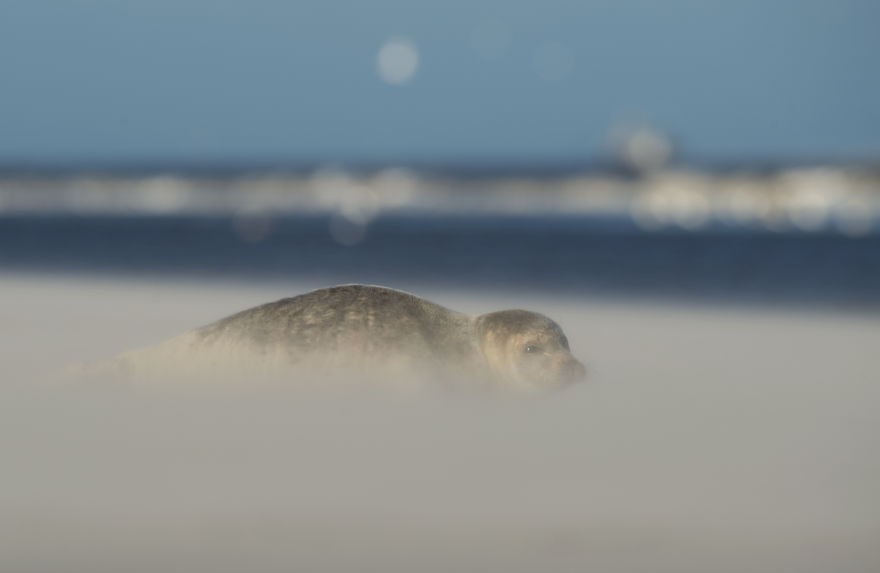 I’ve Been Photographing Storms During Dutch Tides For 7 Years, Here Are My 28 Pics To Capture Their Effect On Local Wildlife I’ve Been Photographing Storms During Dutch Tides For 7 Years, Here Are My 28 Pics To Capture Their Effect On Local Wildlife