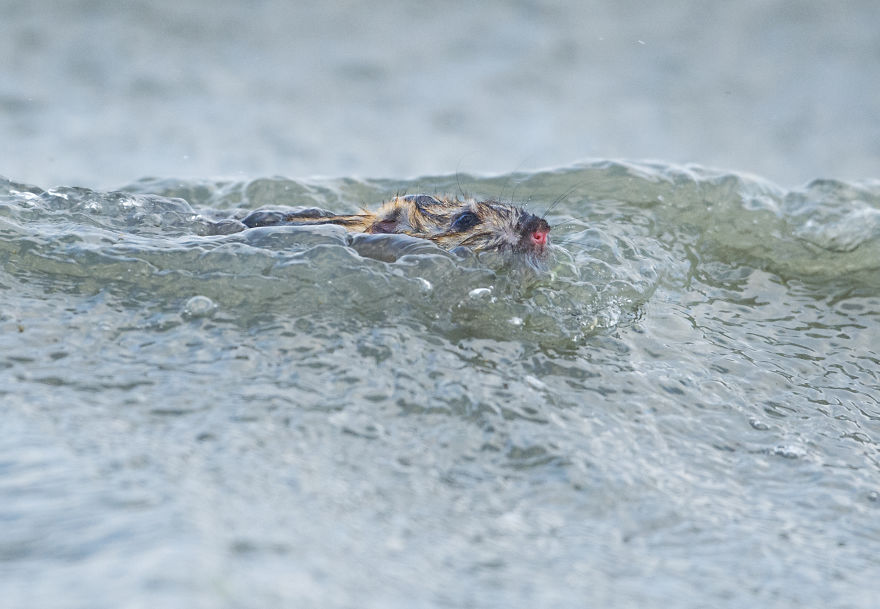 I’ve Been Photographing Storms During Dutch Tides For 7 Years, Here Are My 28 Pics To Capture Their Effect On Local Wildlife I’ve Been Photographing Storms During Dutch Tides For 7 Years, Here Are My 28 Pics To Capture Their Effect On Local Wildlife