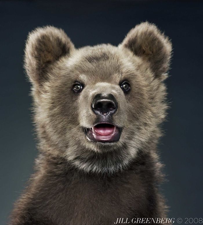 Bears Like You've Never Seen Under A Photographer's Lens (55 Pics)