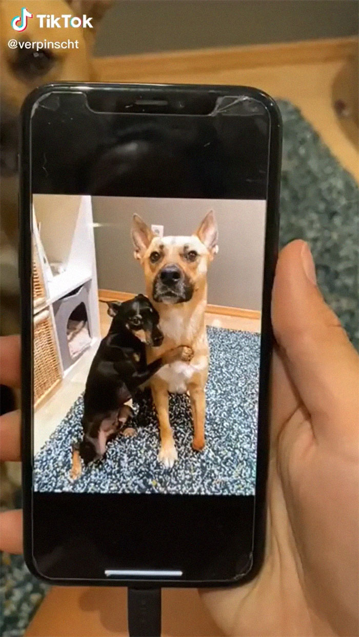 Videos Of Owner Showing Dogs A Photo And Them 'Recreating It' Go Viral Videos Of Owner Showing Dogs A Photo And Them 'Recreating It' Go Viral