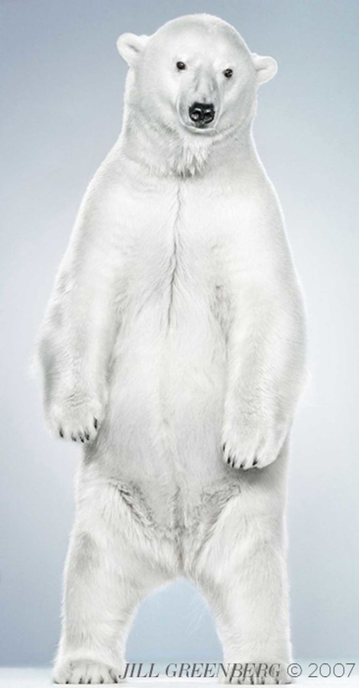 Bears Like You've Never Seen Under A Photographer's Lens (55 Pics)