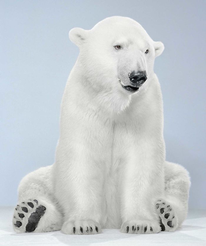 Bears Like You've Never Seen Under A Photographer's Lens (55 Pics)