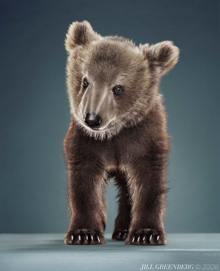 Bears Like You've Never Seen Under A Photographer's Lens (55 Pics)