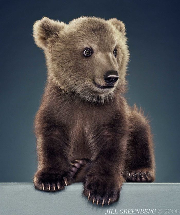 Bears Like You've Never Seen Under A Photographer's Lens (55 Pics)