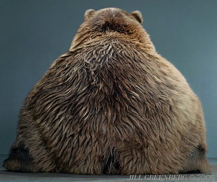 Bears Like You've Never Seen Under A Photographer's Lens (55 Pics)