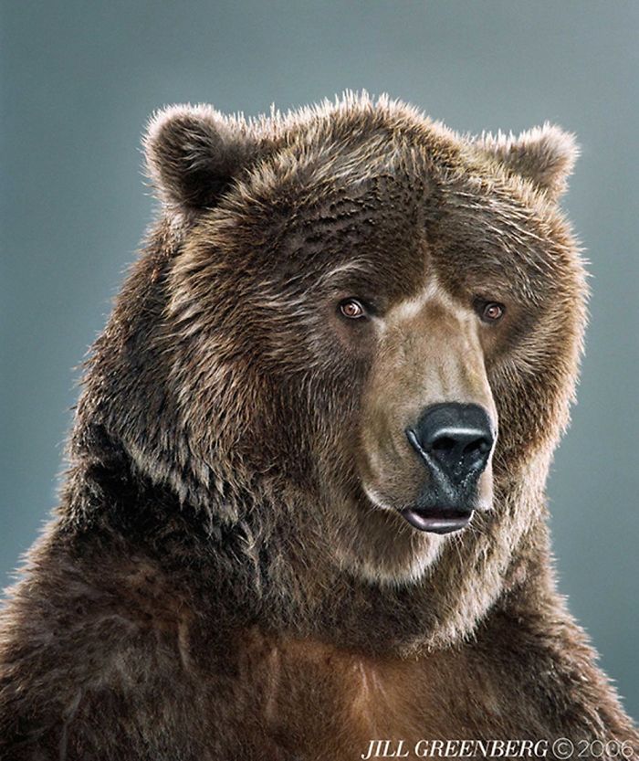 Bears Like You've Never Seen Under A Photographer's Lens (55 Pics)