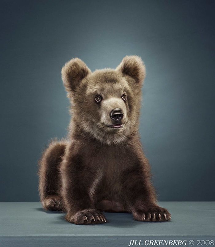 Bears Like You've Never Seen Under A Photographer's Lens (55 Pics)