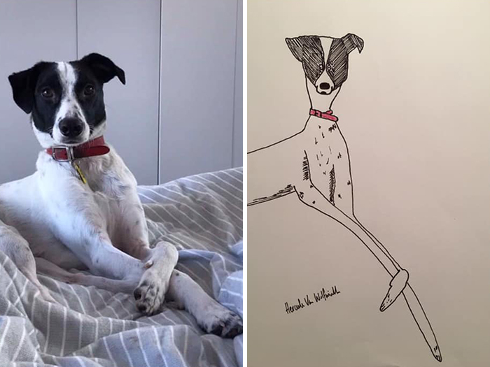 Pet Portraits Charity