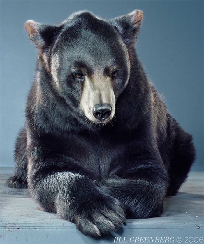 Bears Like You've Never Seen Under A Photographer's Lens (55 Pics)