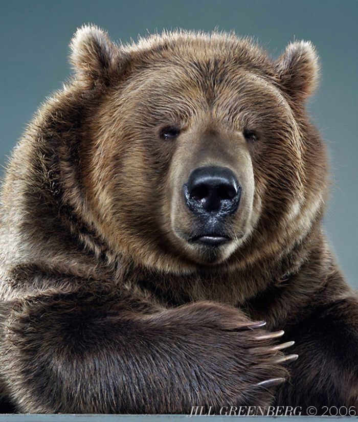 Bears Like You've Never Seen Under A Photographer's Lens (55 Pics)