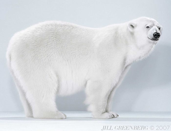 Bears Like You've Never Seen Under A Photographer's Lens (55 Pics)