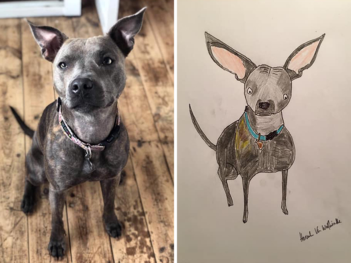 Pet Portraits Charity