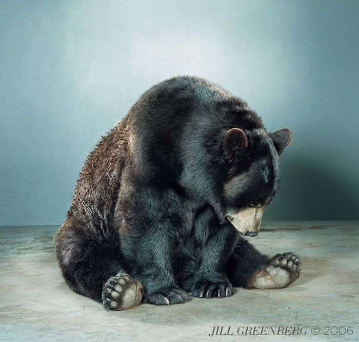 Bears Like You've Never Seen Under A Photographer's Lens (55 Pics)