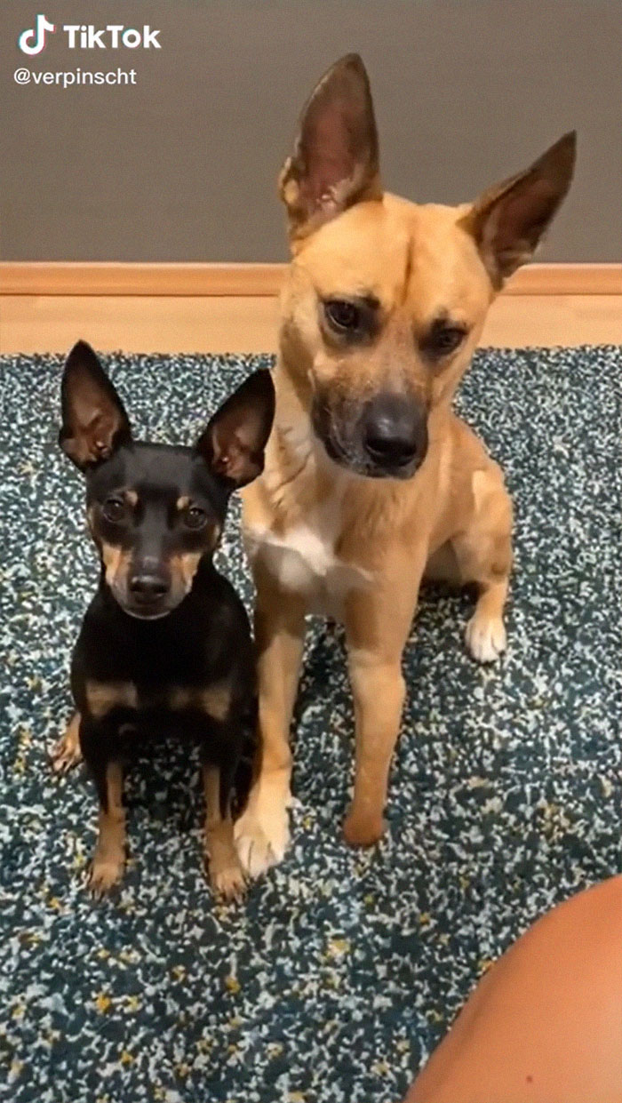 Videos Of Owner Showing Dogs A Photo And Them 'Recreating It' Go Viral Videos Of Owner Showing Dogs A Photo And Them 'Recreating It' Go Viral