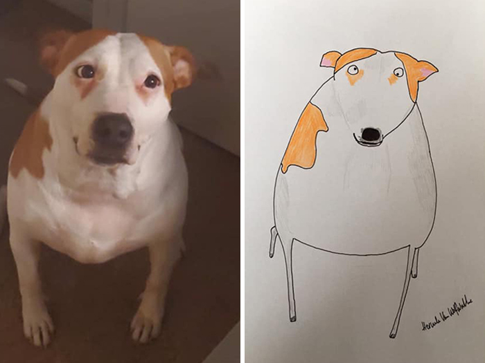 Pet Portraits Charity