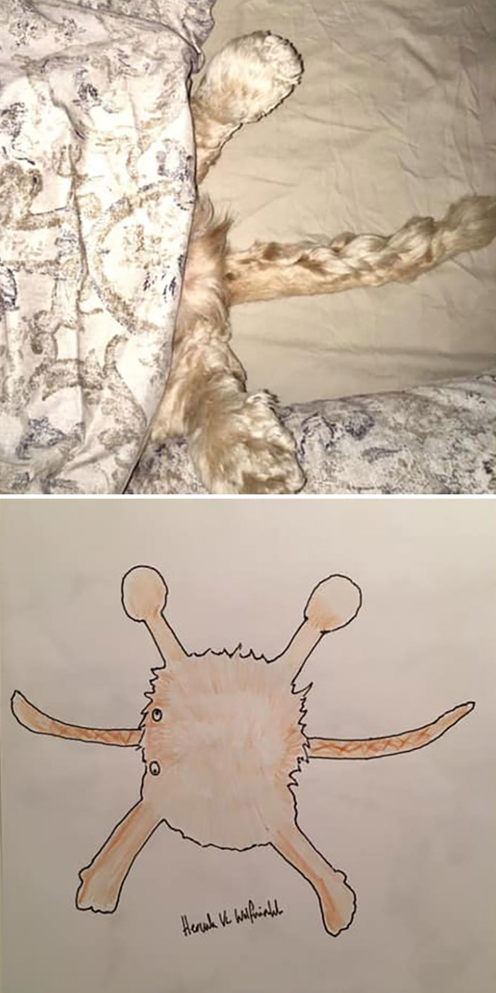 Pet Portraits Charity