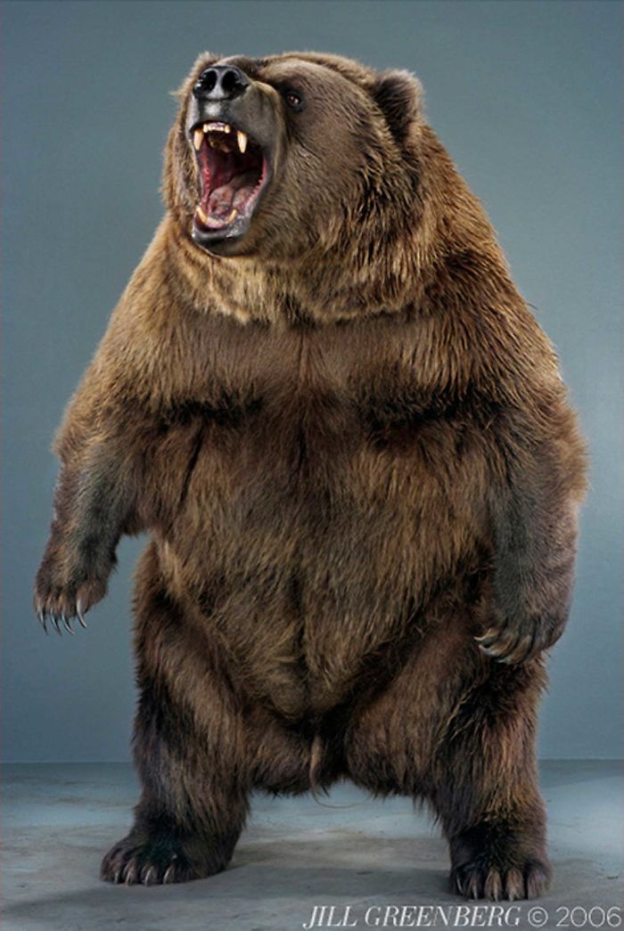 Bears Like You've Never Seen Under A Photographer's Lens (55 Pics)