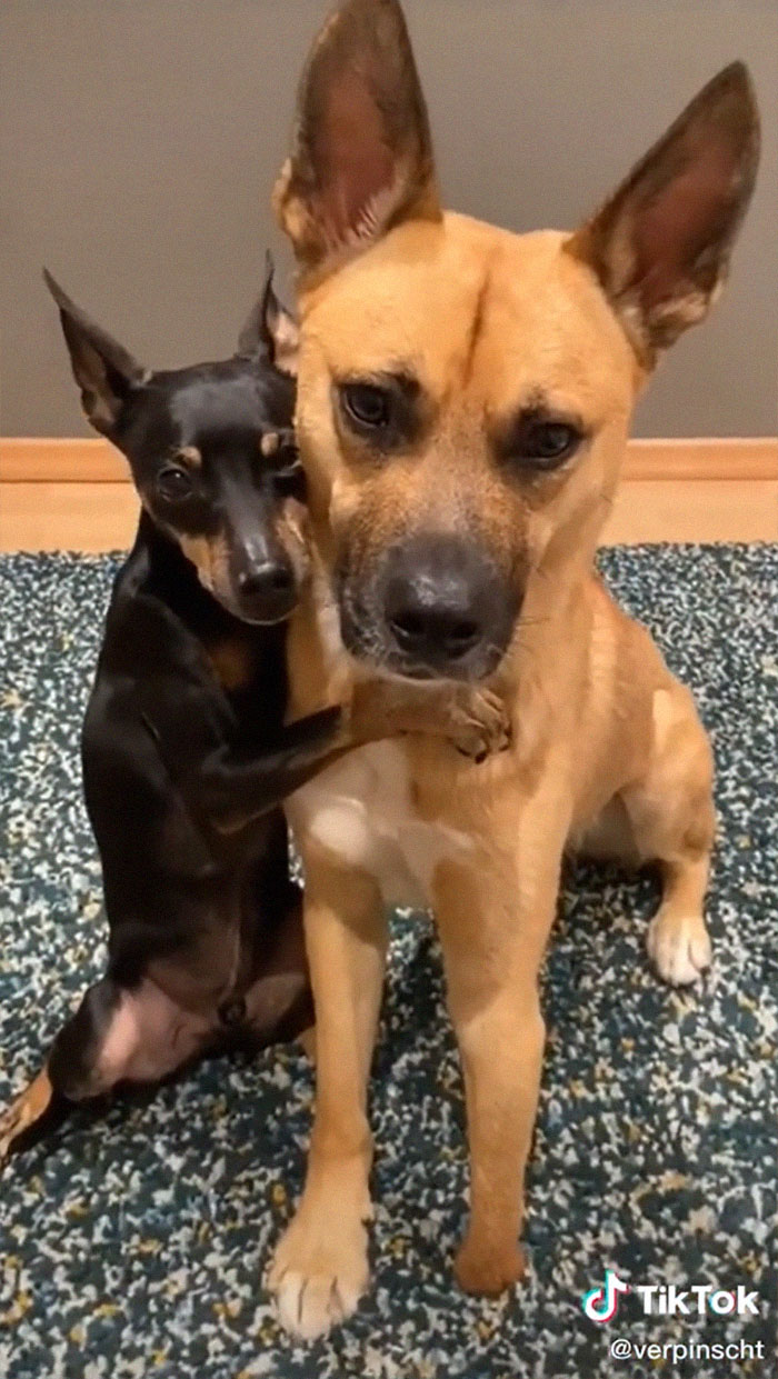 Videos Of Owner Showing Dogs A Photo And Them 'Recreating It' Go Viral Videos Of Owner Showing Dogs A Photo And Them 'Recreating It' Go Viral