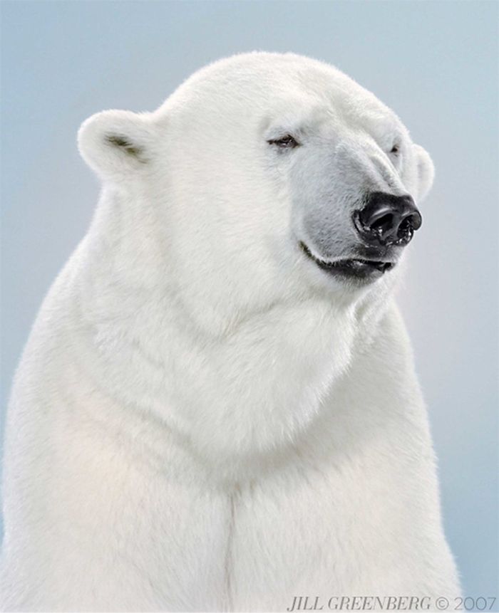 Bears Like You've Never Seen Under A Photographer's Lens (55 Pics)