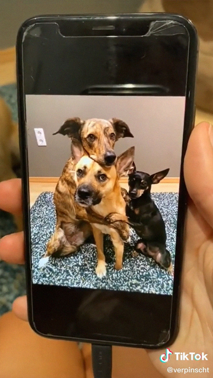 Videos Of Owner Showing Dogs A Photo And Them 'Recreating It' Go Viral Videos Of Owner Showing Dogs A Photo And Them 'Recreating It' Go Viral