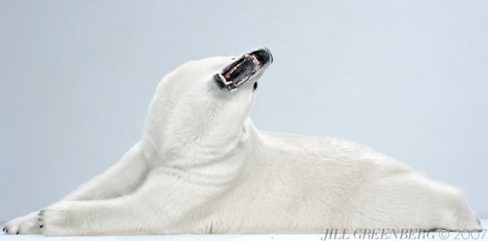 Bears Like You've Never Seen Under A Photographer's Lens (55 Pics)
