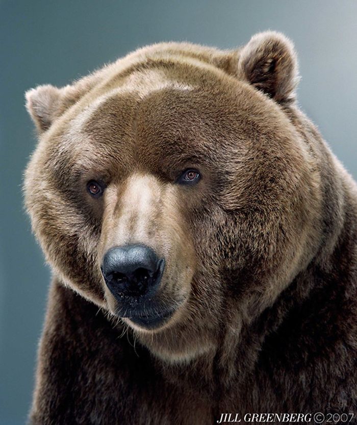 Bears Like You've Never Seen Under A Photographer's Lens (55 Pics)