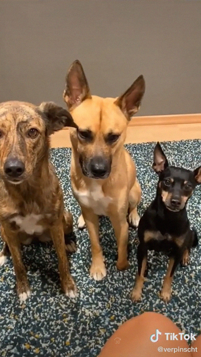 Videos Of Owner Showing Dogs A Photo And Them 'Recreating It' Go Viral Videos Of Owner Showing Dogs A Photo And Them 'Recreating It' Go Viral