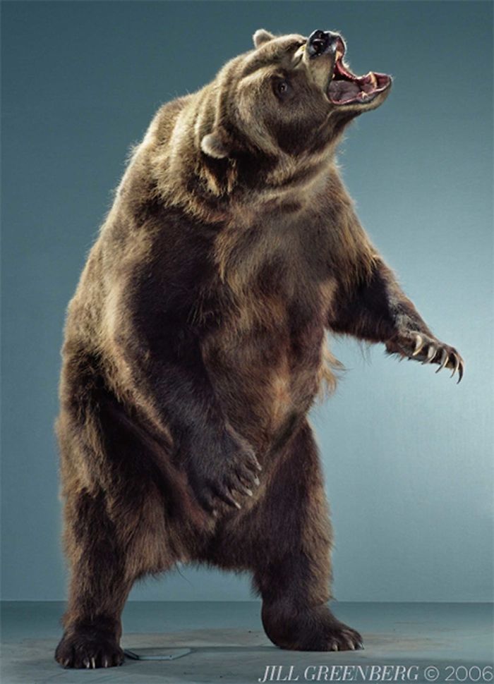 Bears Like You've Never Seen Under A Photographer's Lens (55 Pics)