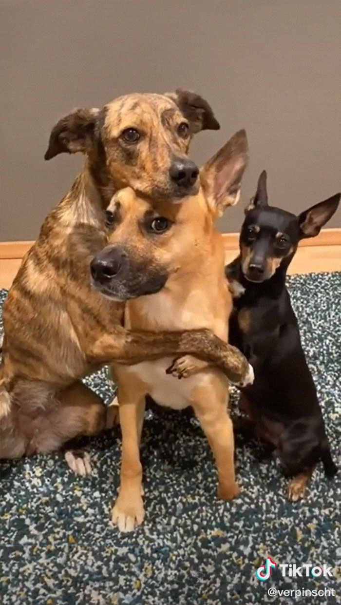 Videos Of Owner Showing Dogs A Photo And Them 'Recreating It' Go Viral Videos Of Owner Showing Dogs A Photo And Them 'Recreating It' Go Viral