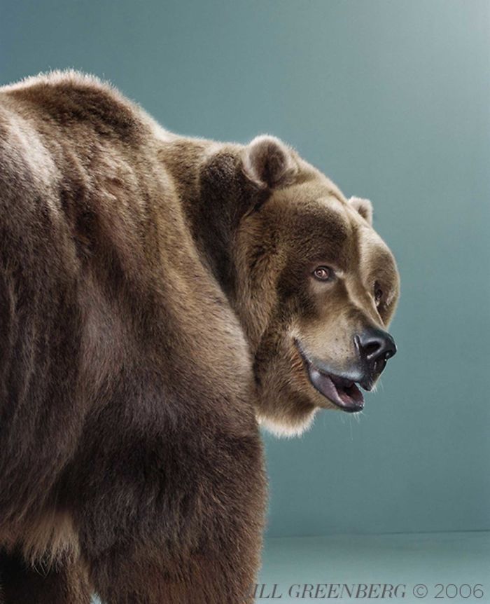 Bears Like You've Never Seen Under A Photographer's Lens (55 Pics)