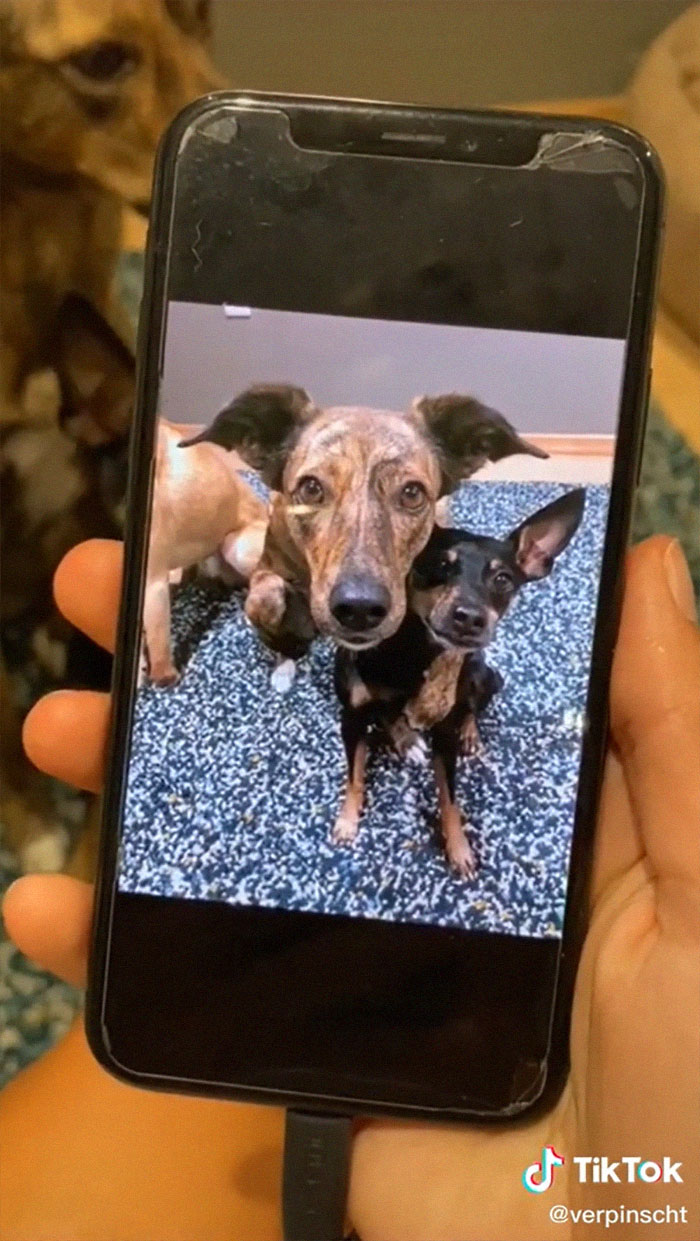 Videos Of Owner Showing Dogs A Photo And Them 'Recreating It' Go Viral Videos Of Owner Showing Dogs A Photo And Them 'Recreating It' Go Viral