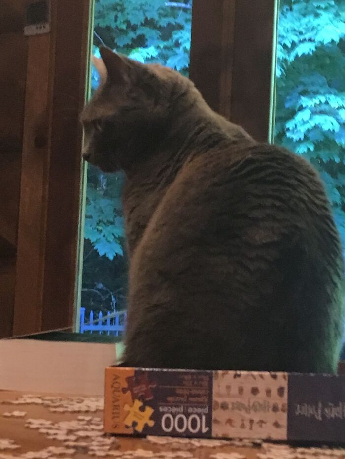 My Little Floof Inky Loves Boxes!