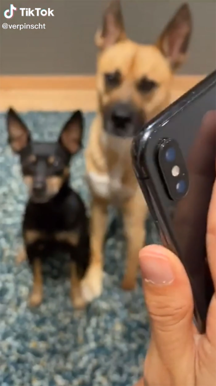 Videos Of Owner Showing Dogs A Photo And Them 'Recreating It' Go Viral Videos Of Owner Showing Dogs A Photo And Them 'Recreating It' Go Viral