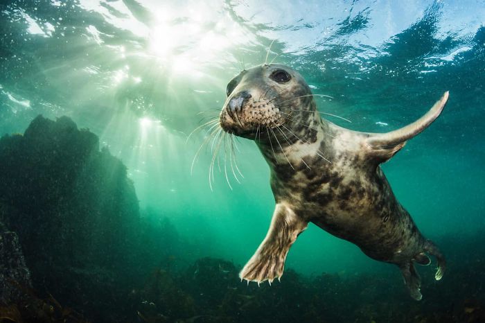 'Ta Da! (Grey Seal, Halichoerus Grypus)', By Kirsty Andrews, 2018