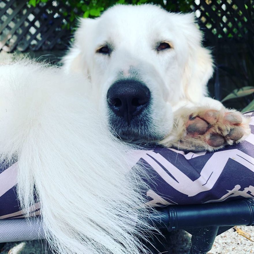 Gentle 2 Y.O. Dog Loves The Gophers In Her Local Park, Tries To Say Hello To Them On Her Daily Walks Gentle 2 Y.O. Dog Loves The Gophers In Her Local Park, Tries To Say Hello To Them On Her Daily Walks