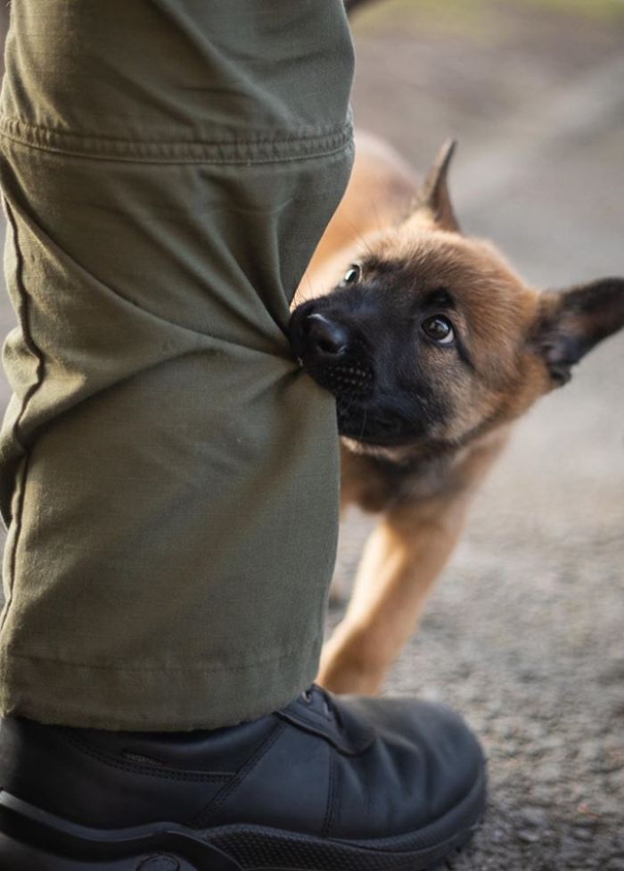 This Good Boy Just Started Training To Become A Police Dog In Estonia And People On The Internet Are Already Proud Of Him This Good Boy Just Started Training To Become A Police Dog In Estonia And People On The Internet Are Already Proud Of Him
