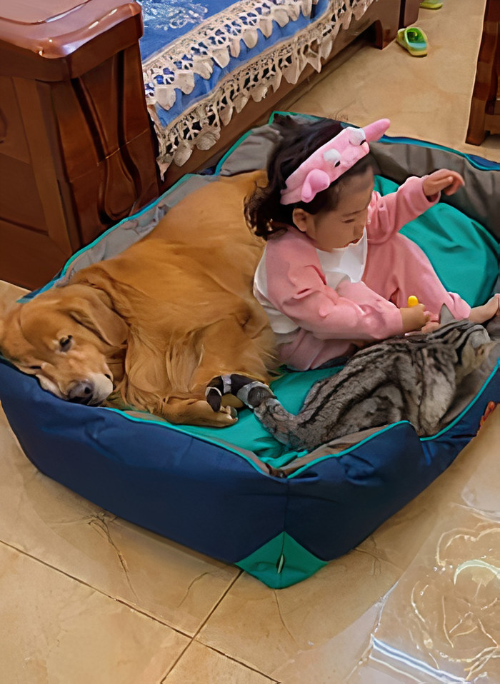 Watch Little Girl Get Ready For A Nap With Her Golden Retriever Dabao And Cat Motor