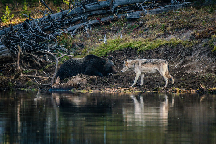 Photographer Captures A Once In A Lifetime Moment Of A Grizzly And Wolf Encounter