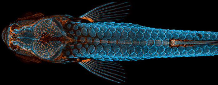 Zebrafish