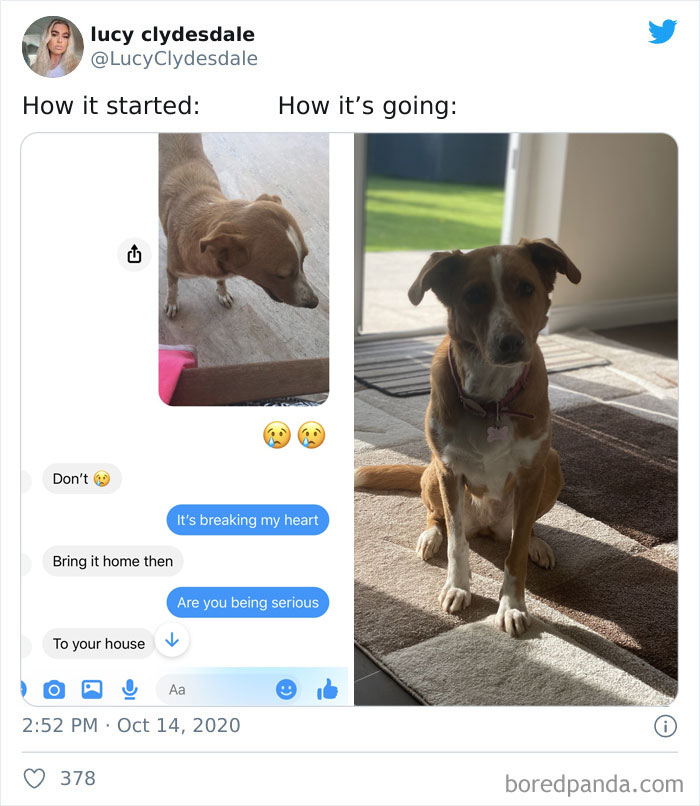 How-It-Started-Ended-Pets