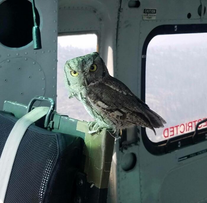 Owl Casually Flies Into Helicopter That's In Flight Over Californian Wildfires