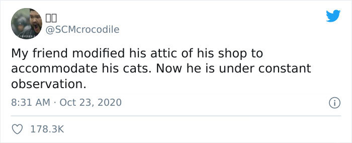 This Shop Owner Installed A Glass Ceiling For His Cats And Now They Won't Stop Staring At Him